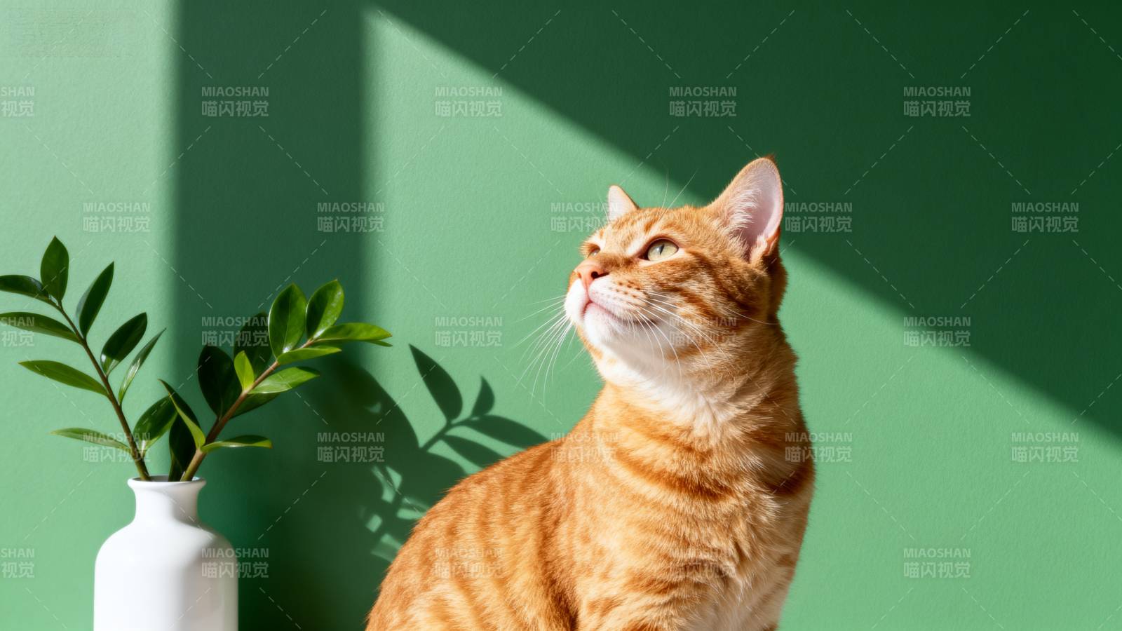 橙猫凝望绿墙图片