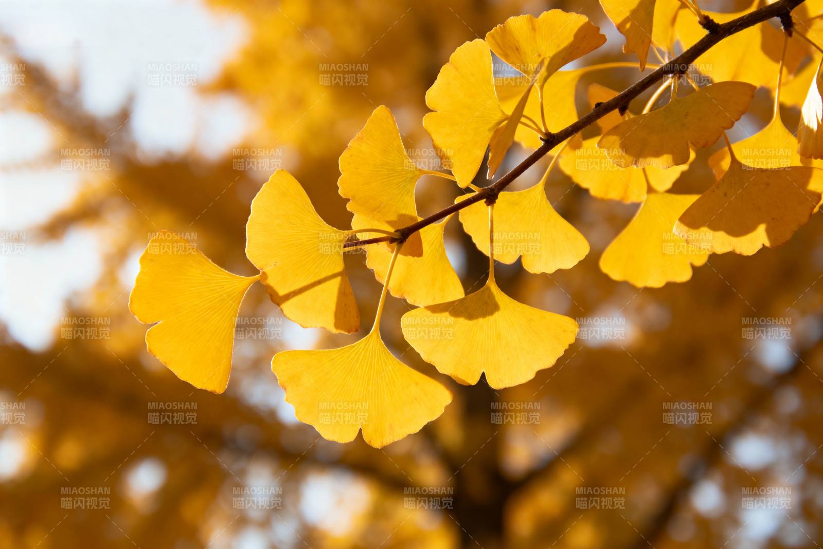 银杏叶黄秋意浓图片