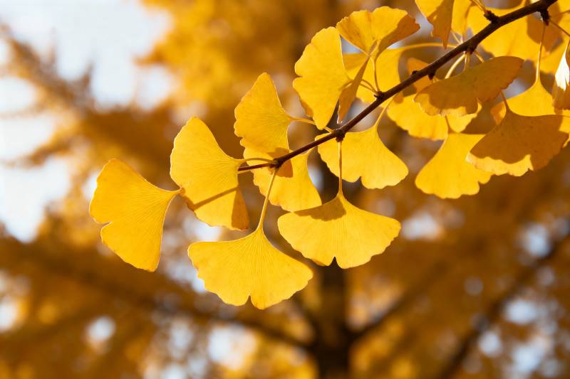银杏叶黄秋意浓图片
