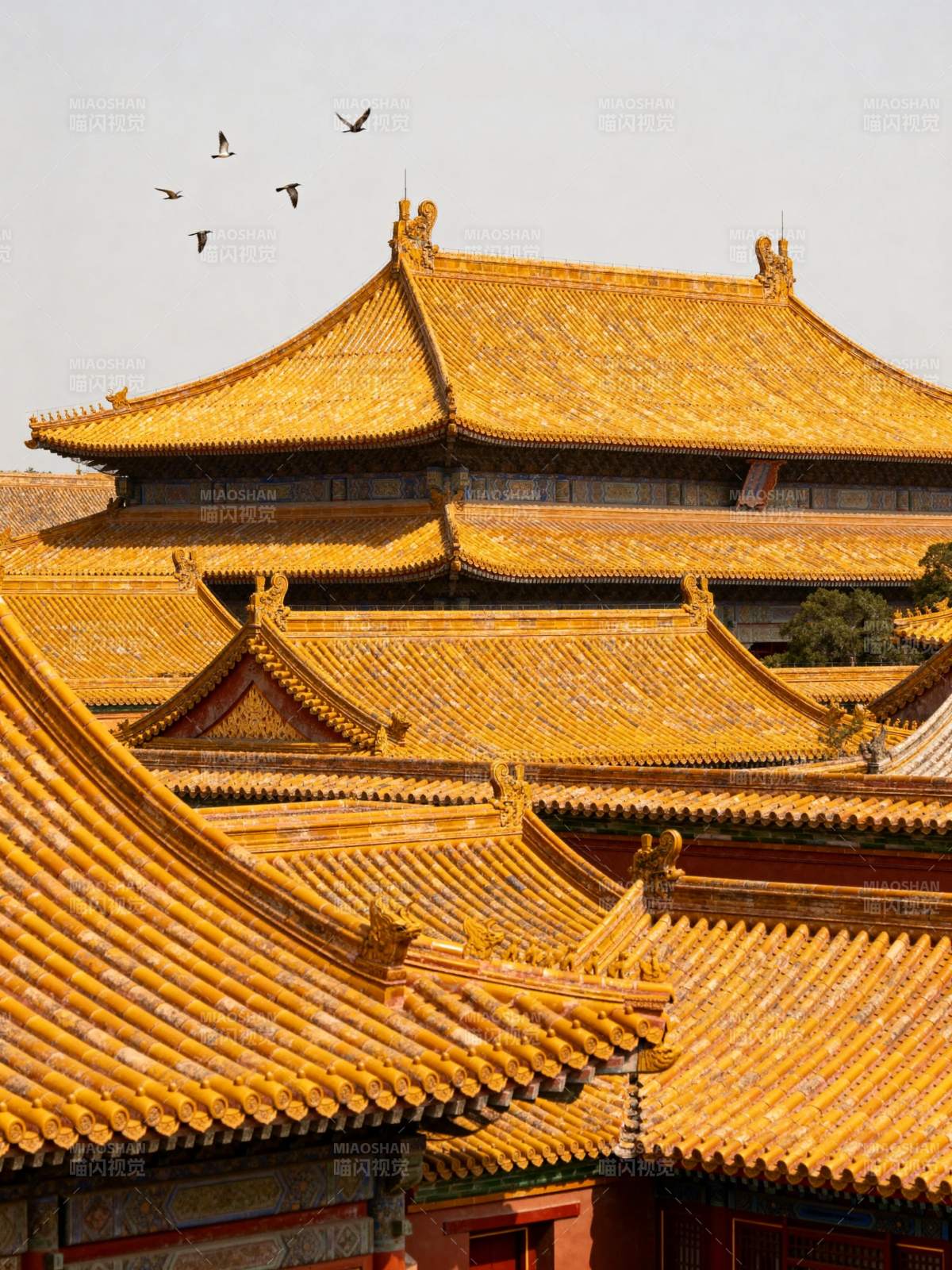 金瓦飞檐映碧空图片