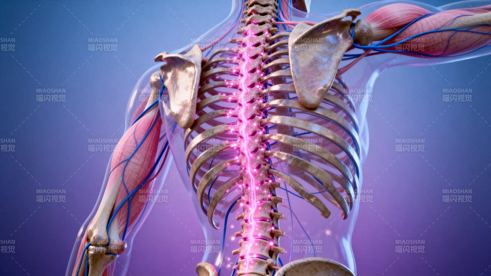 脊柱神经解剖图图片