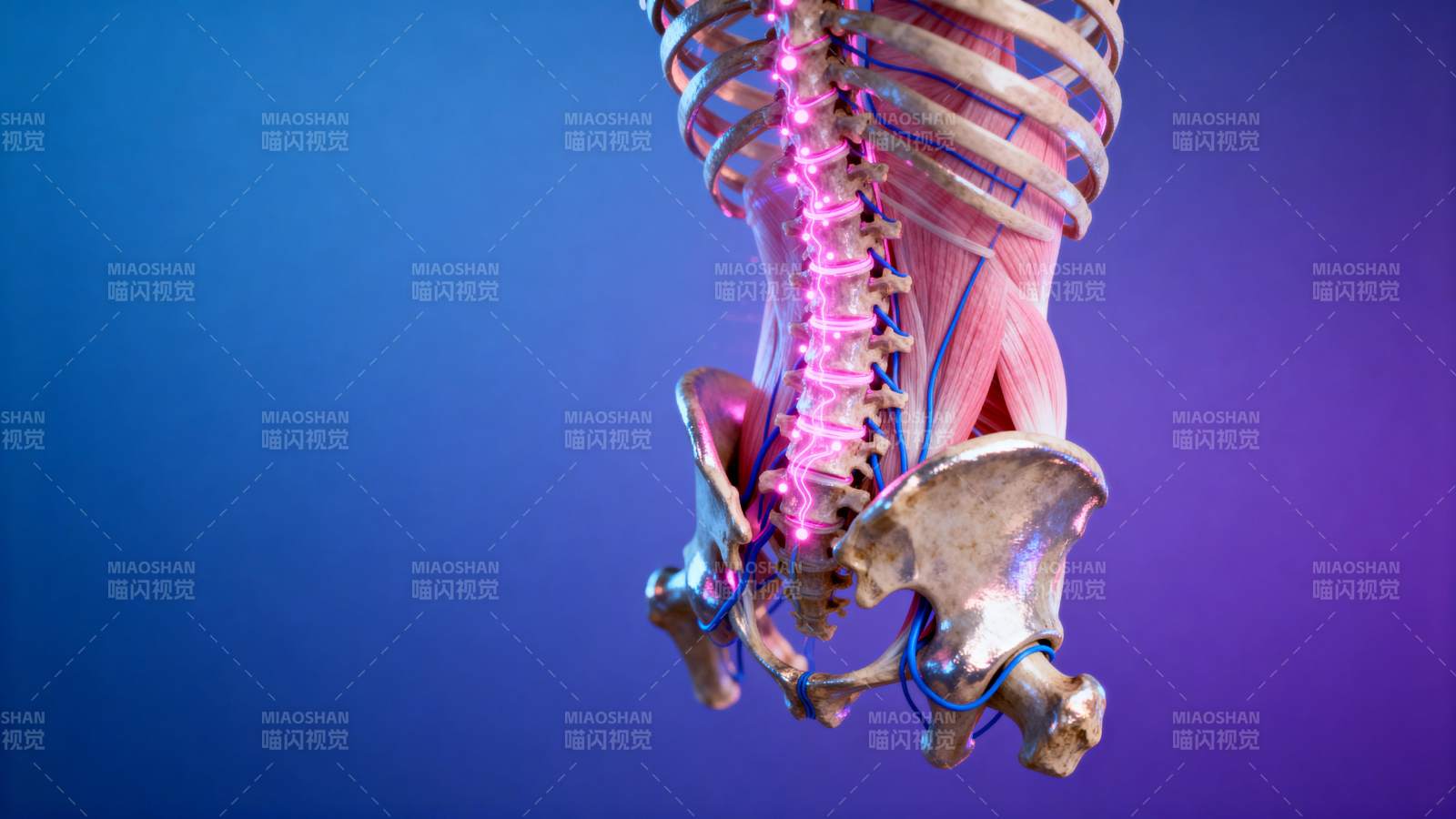 脊柱结构示意图图片