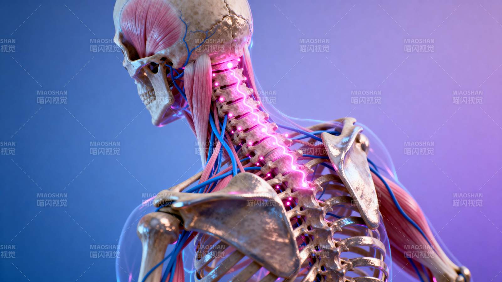 脊椎神经解剖图图片