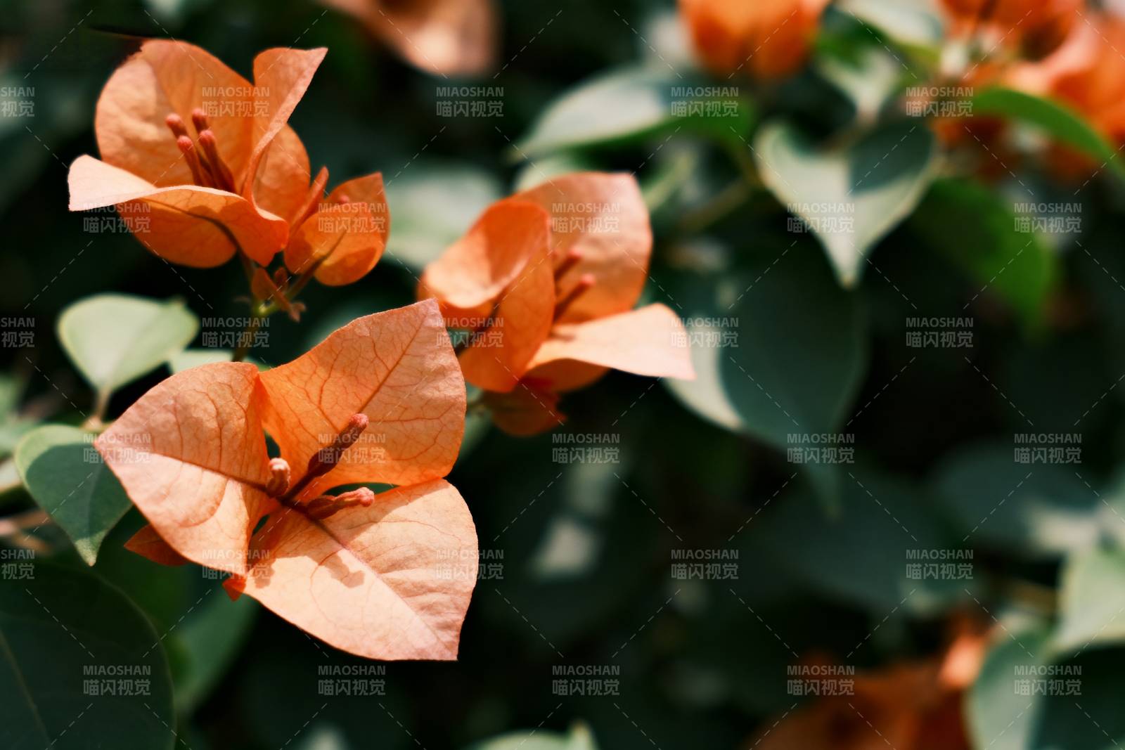 橙色三角梅绽放图片