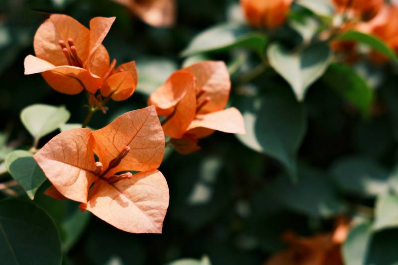 橙色三角梅绽放图片