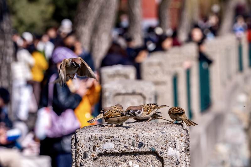 麻雀栖石 人影朦胧图片