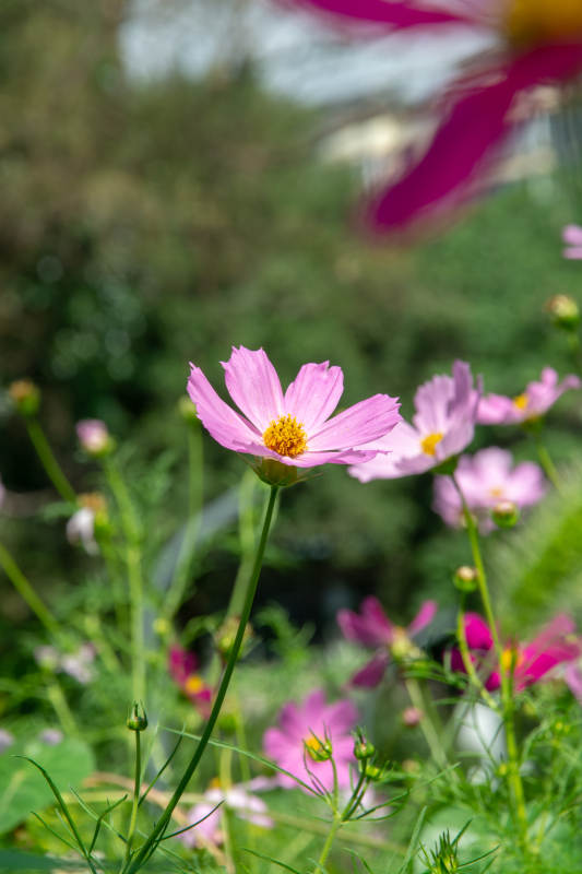 粉花绽放 春意盎然图片