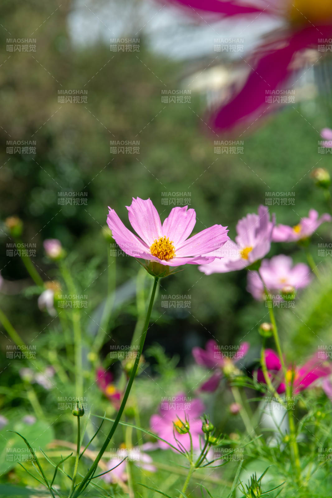 粉花绽放 春意盎然图片
