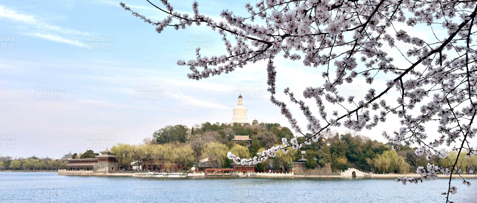 樱花映衬白宫美景图片