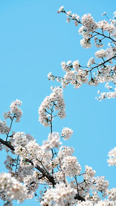 樱花绽放 春意盎然图片