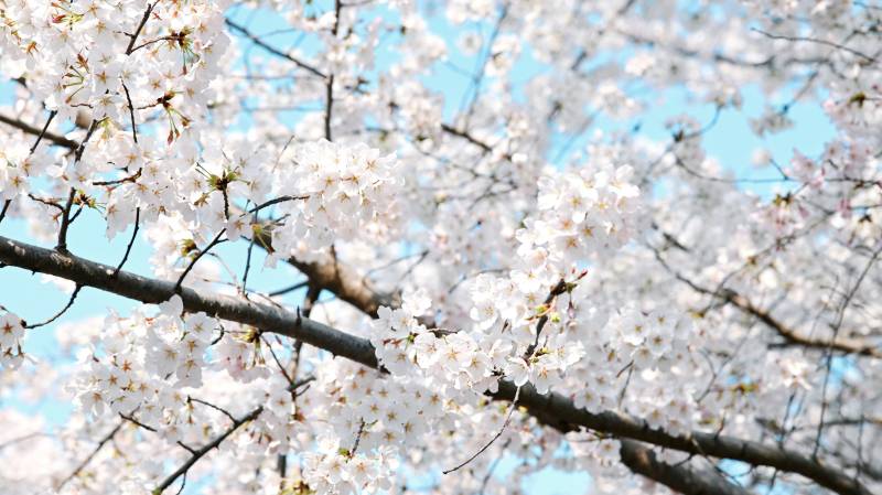 樱花绽放春意浓图片