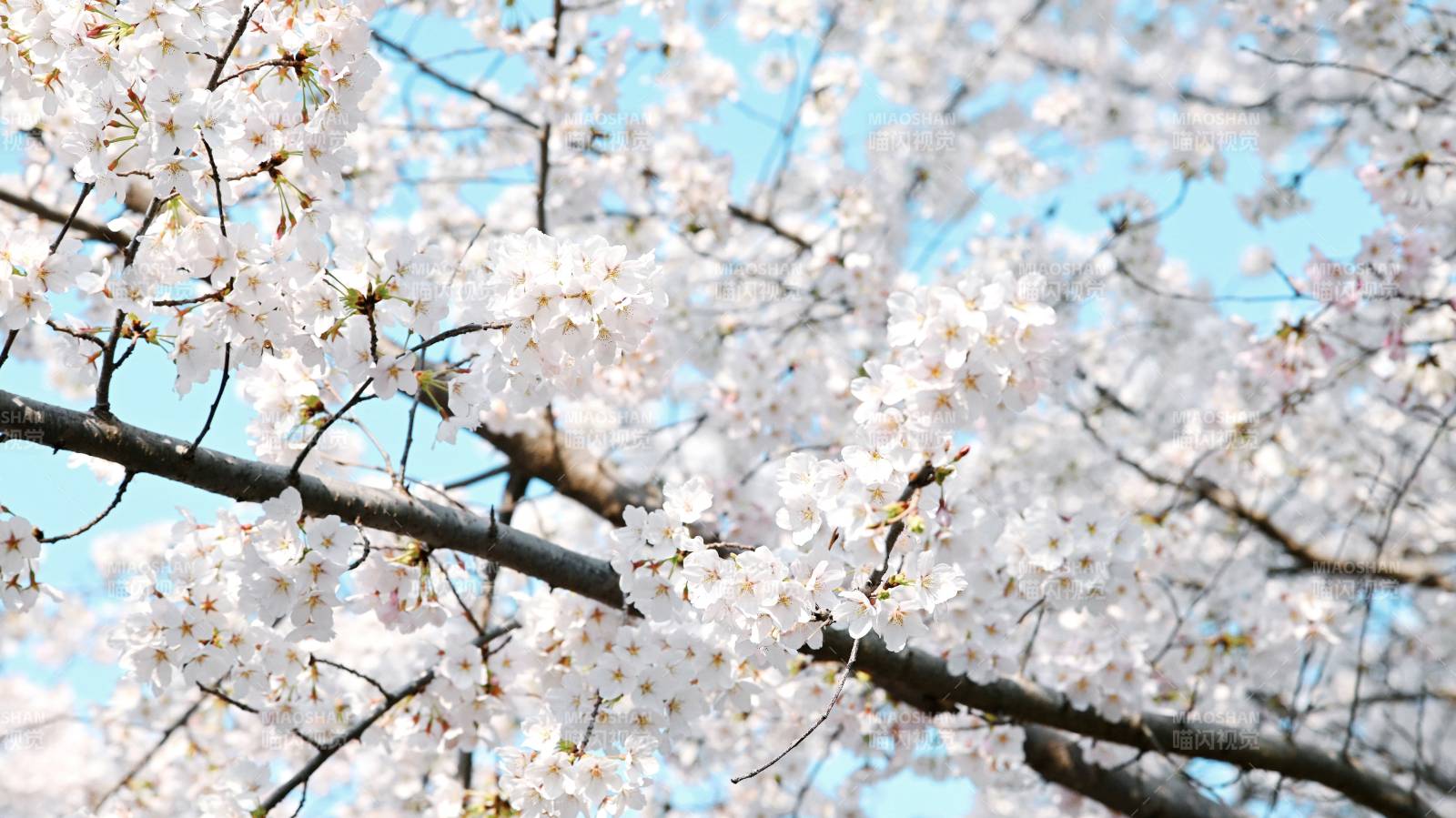 樱花绽放春意浓图片
