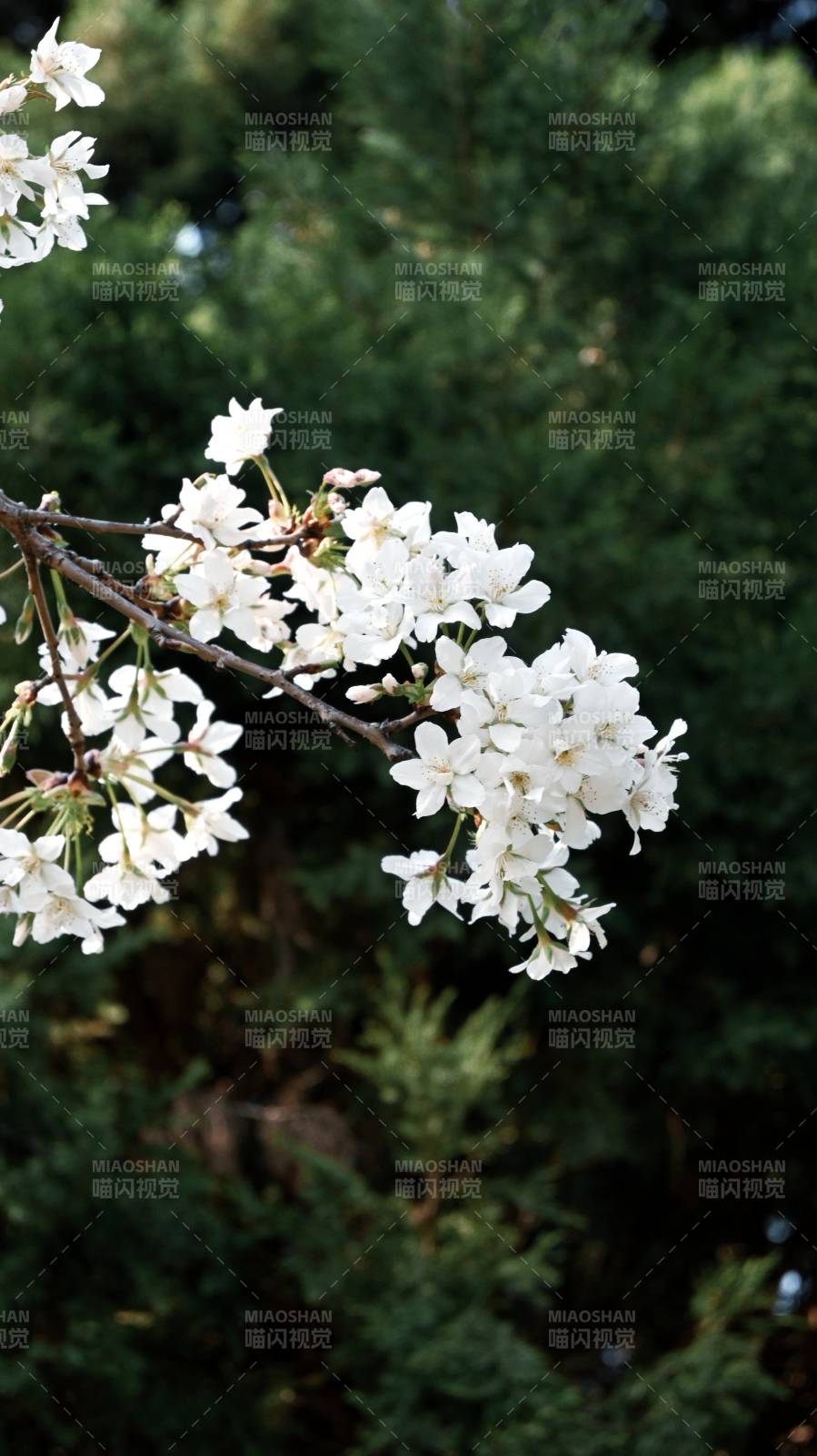 樱花绽放枝头图片