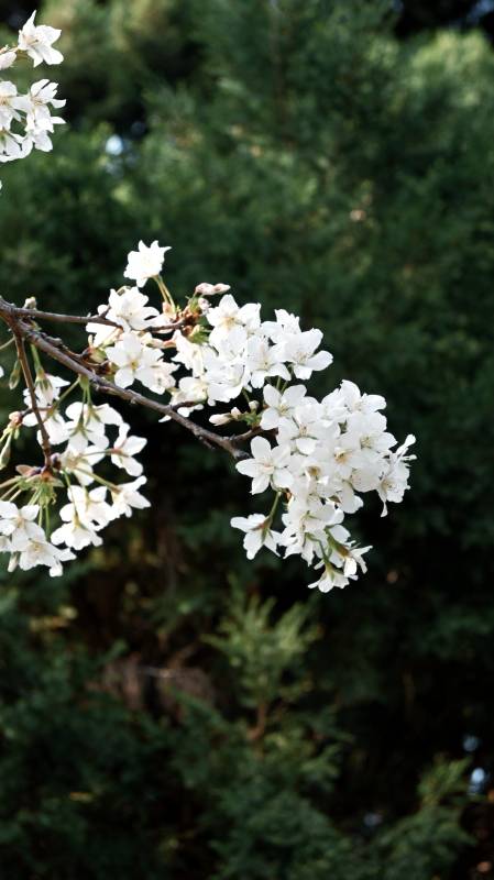 樱花绽放枝头图片