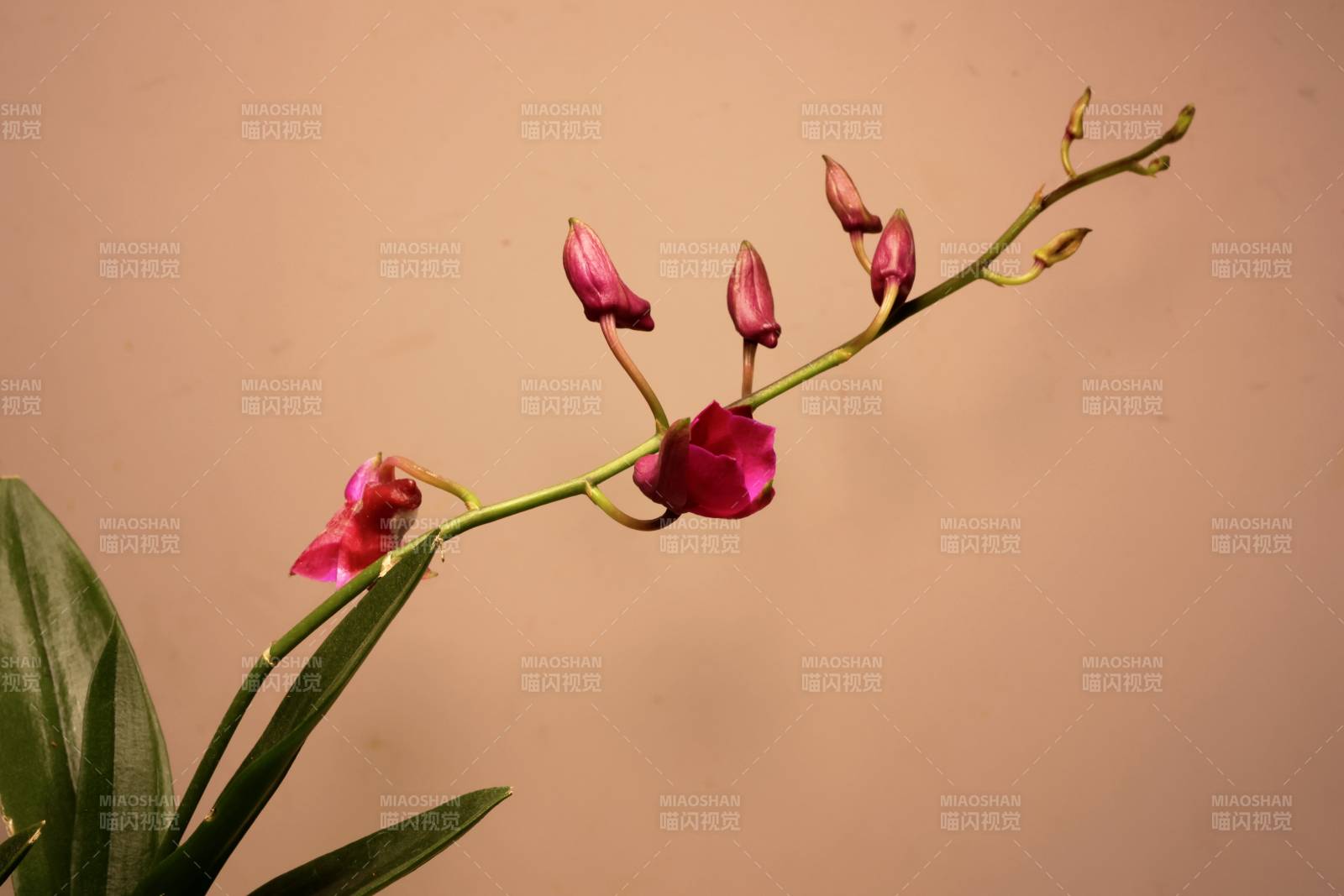 粉红兰花绽放枝头图片