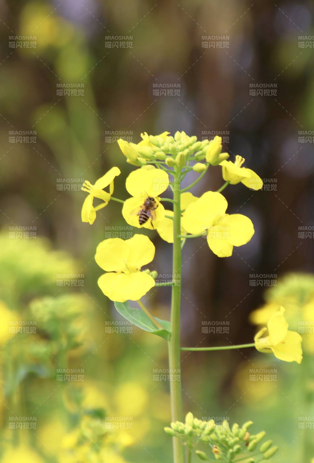蜜蜂采蜜黄花丛图片