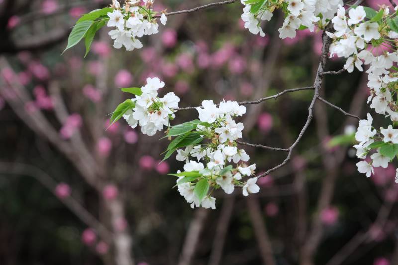 樱花绽放枝头图片