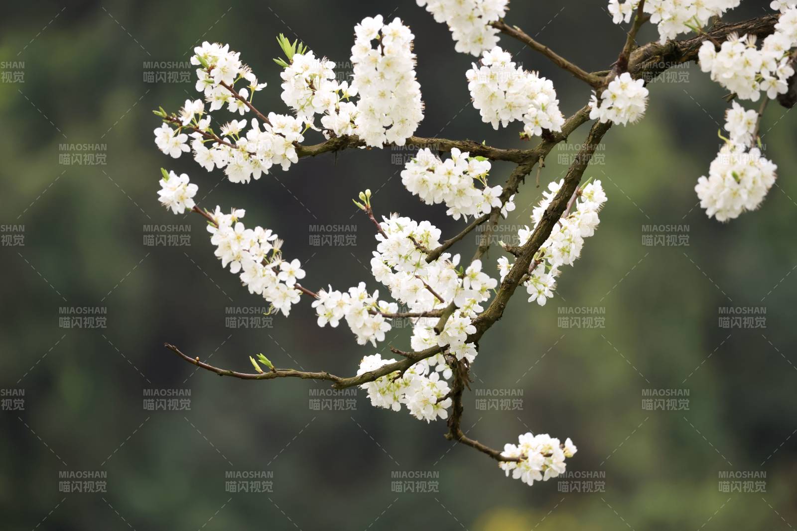 枝头绽放的白花图片