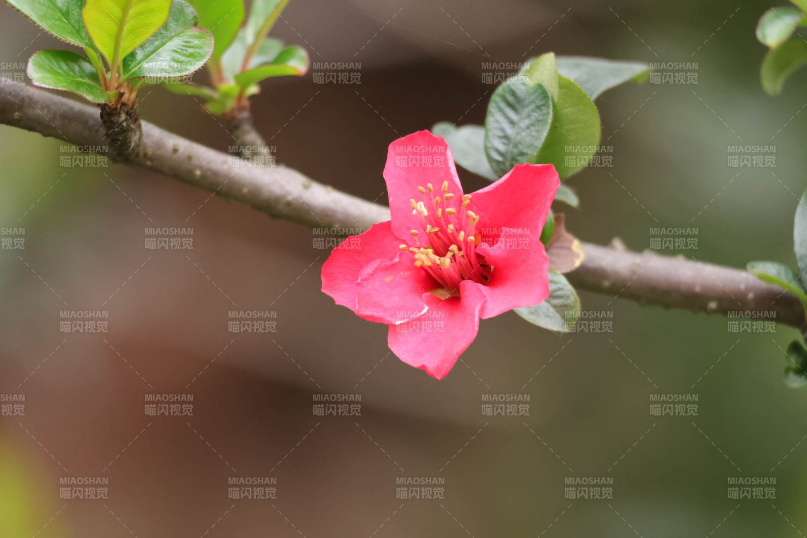 红花绽放枝头图片