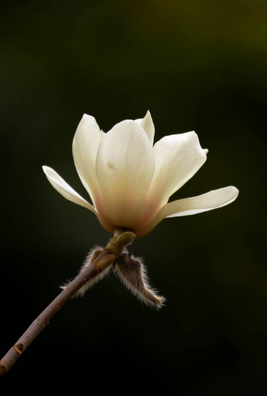 玉兰绽放 静谧之美图片