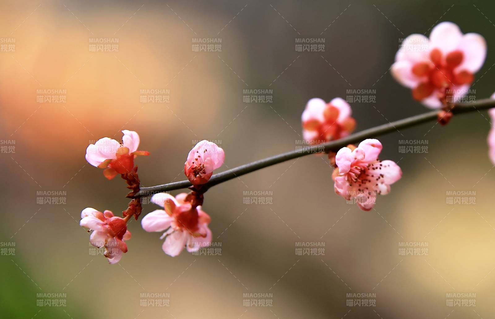 梅花绽放枝头图片