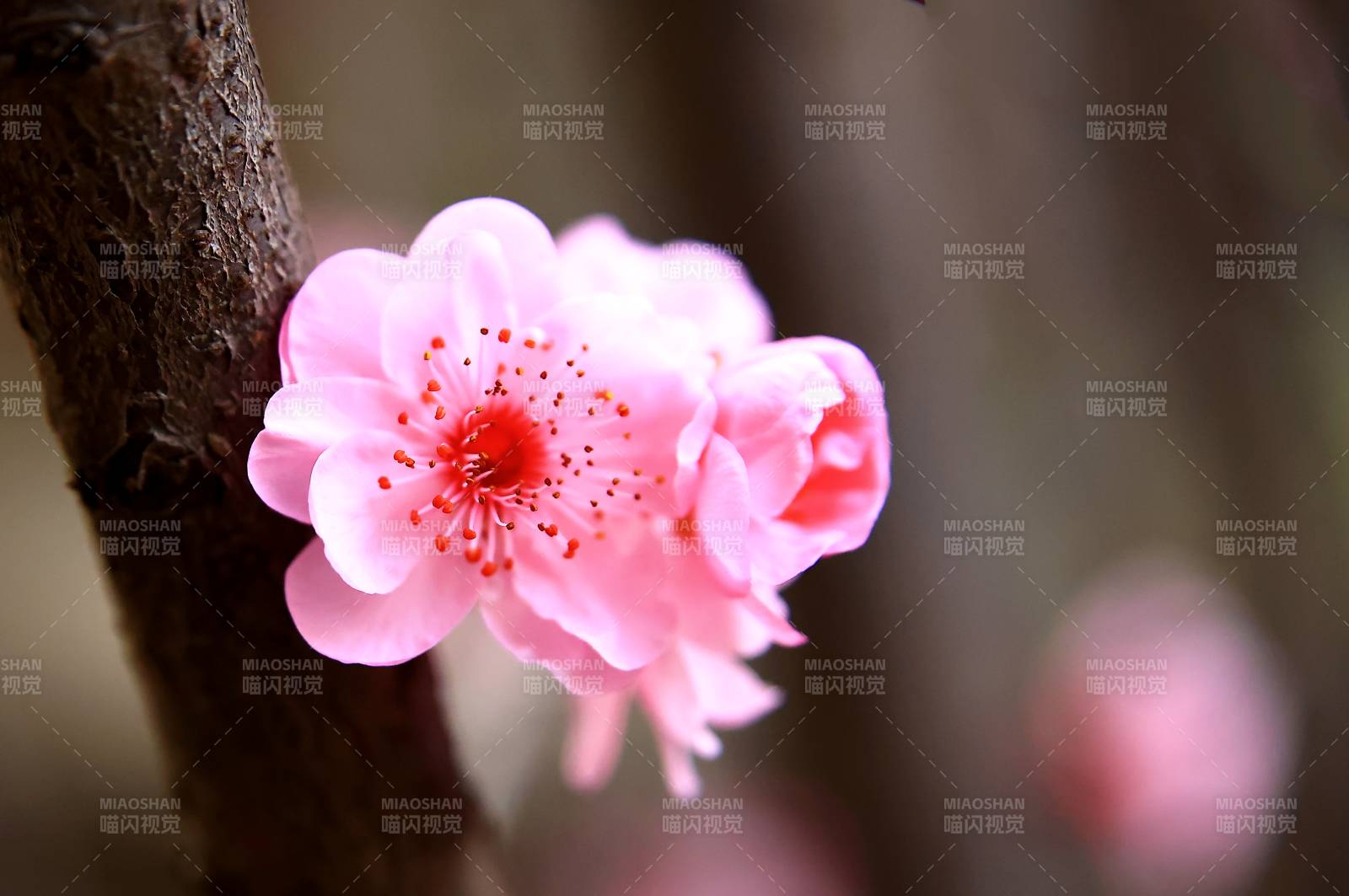 粉樱绽放枝头图片