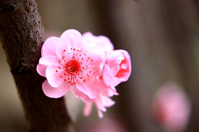 粉樱绽放枝头图片