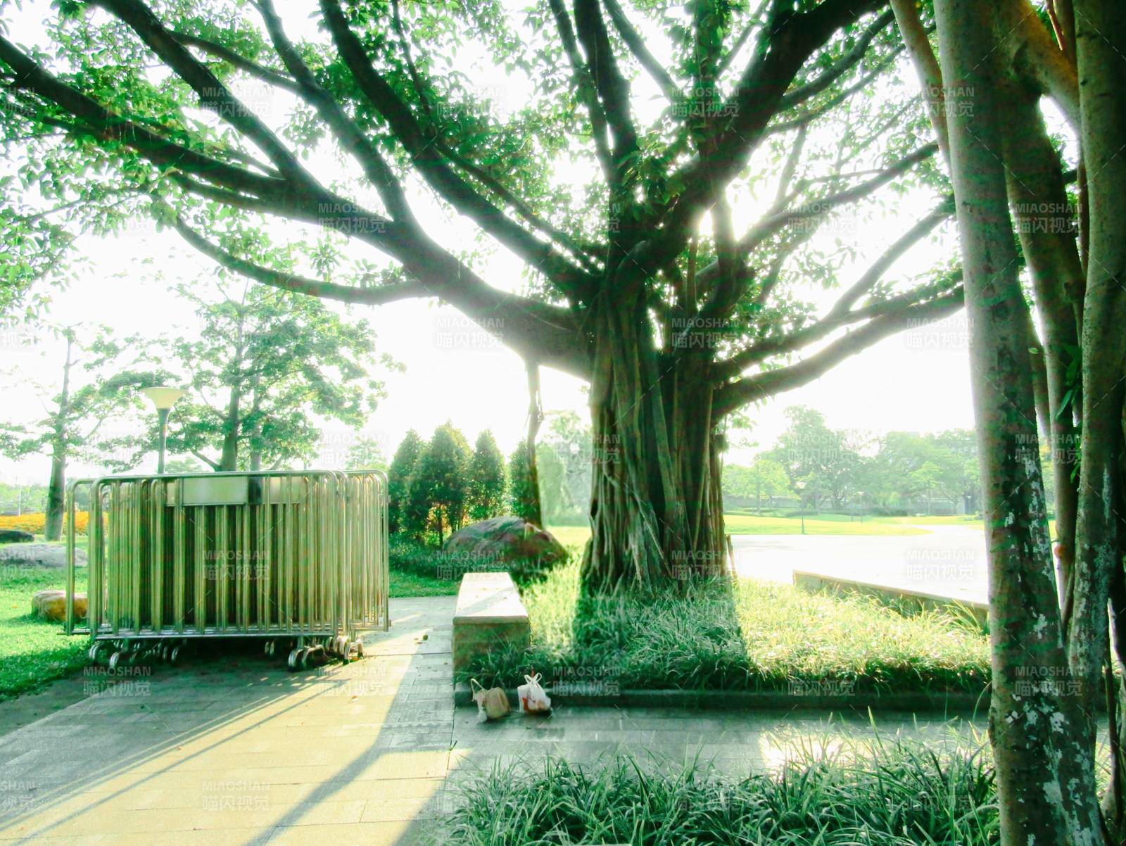 大树下的宁静时光图片