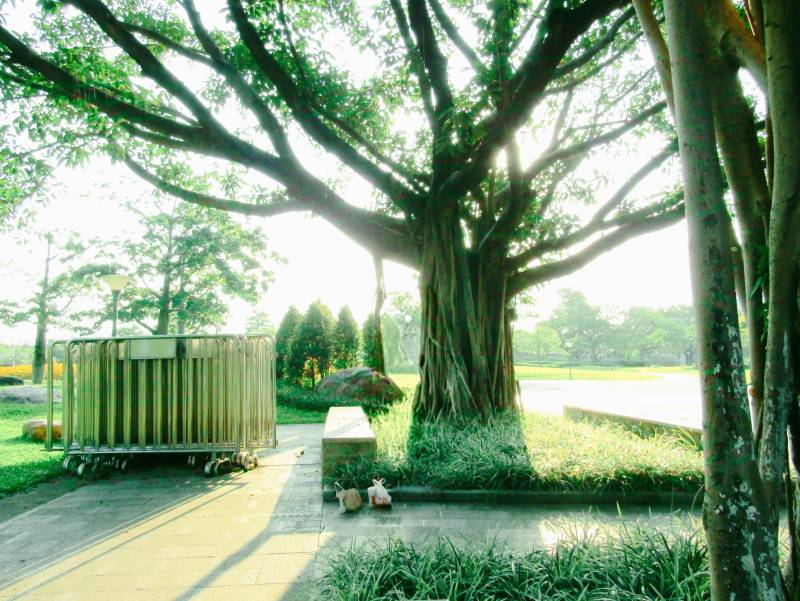 大树下的宁静时光图片