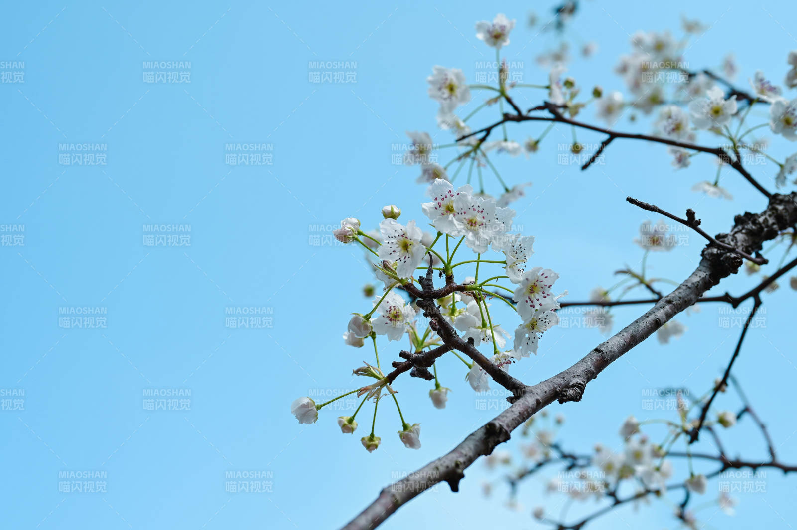 樱花绽放枝头图片