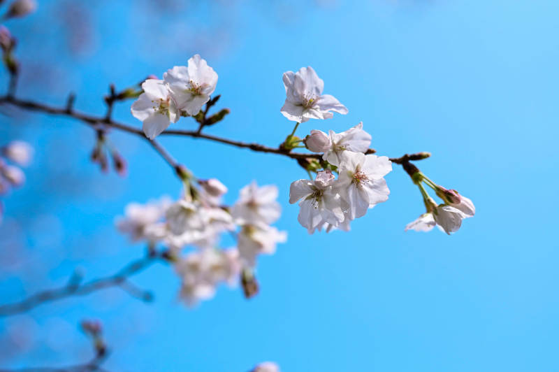 樱花绽放蓝天图片