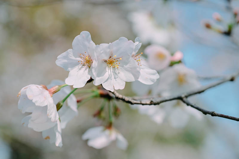 樱花绽放枝头图片
