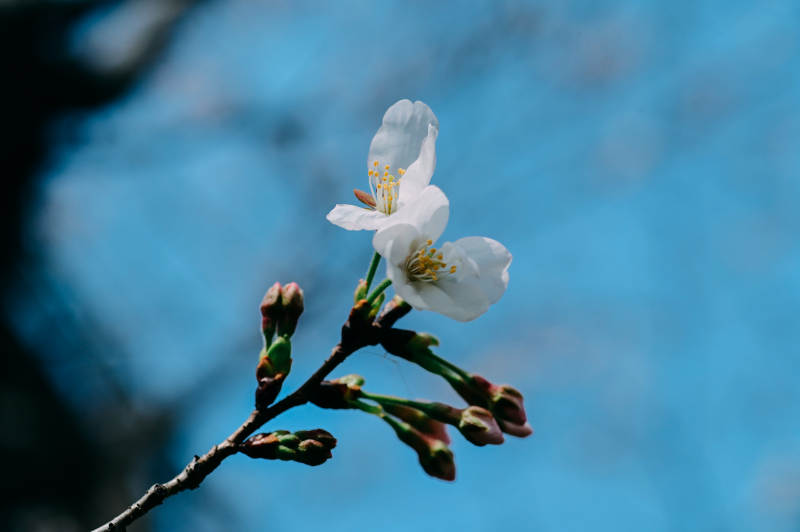 樱花绽放枝头图片