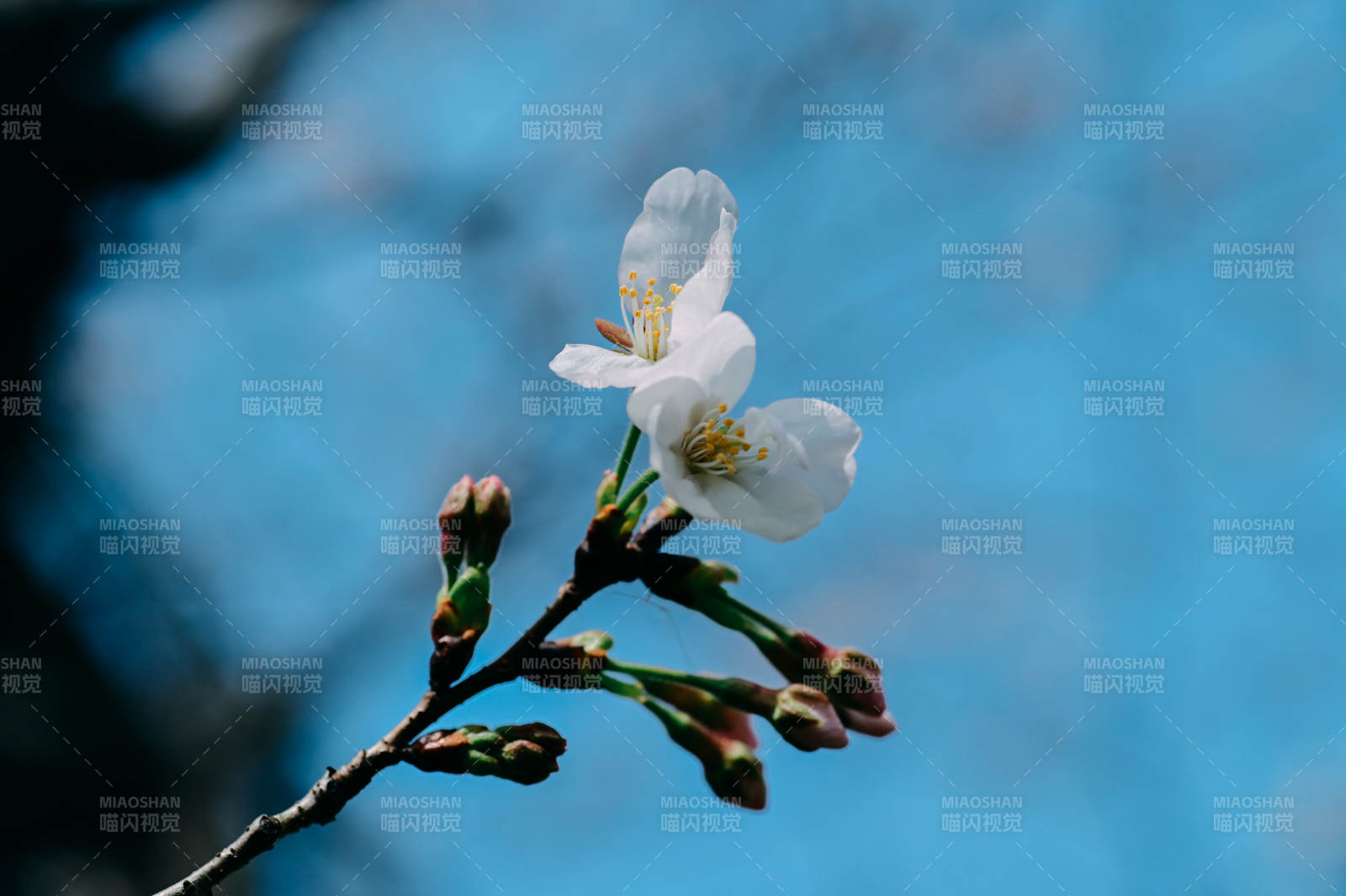樱花绽放枝头图片