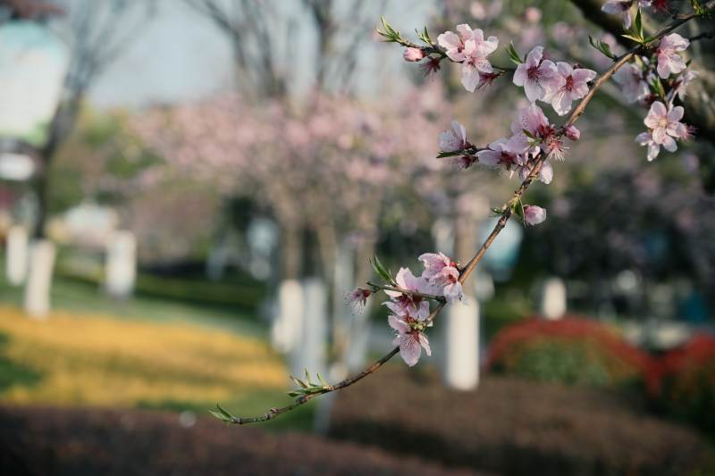 樱花绽放春意浓图片