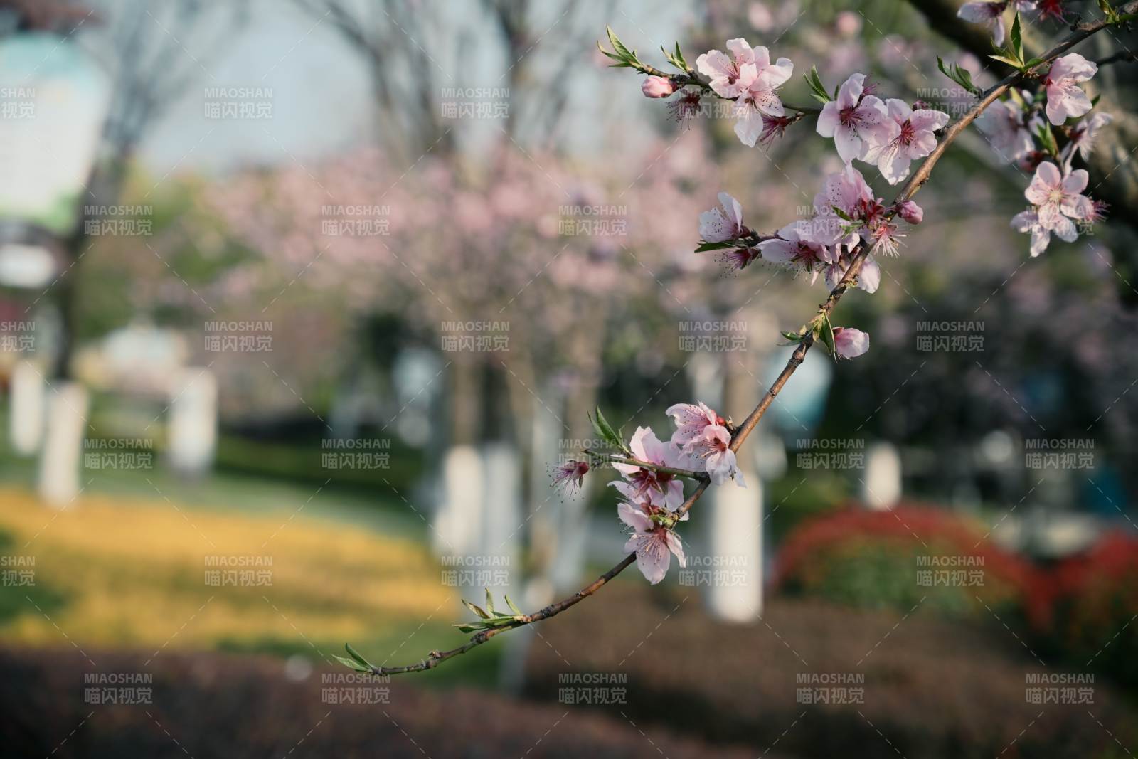 樱花绽放春意浓图片