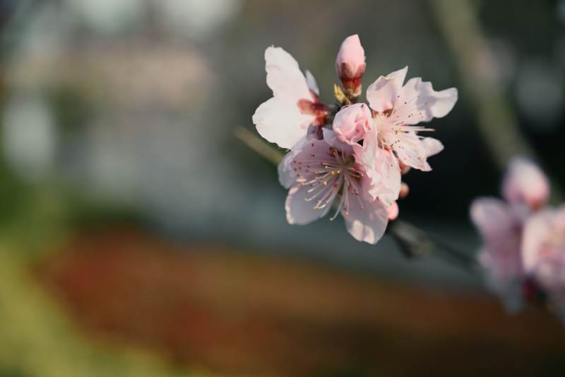 樱花绽放枝头图片