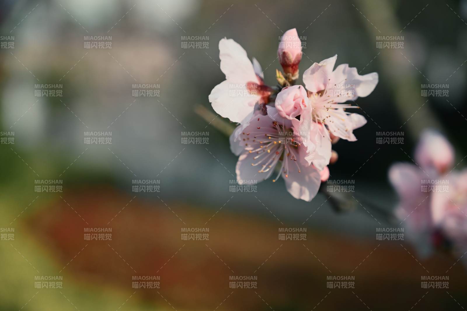 樱花绽放枝头图片
