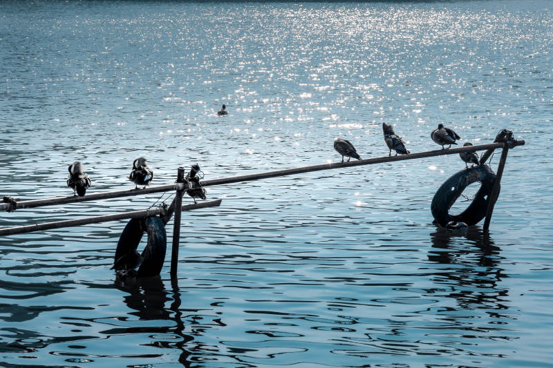 水鸟栖息浮木上 北海公园图片
