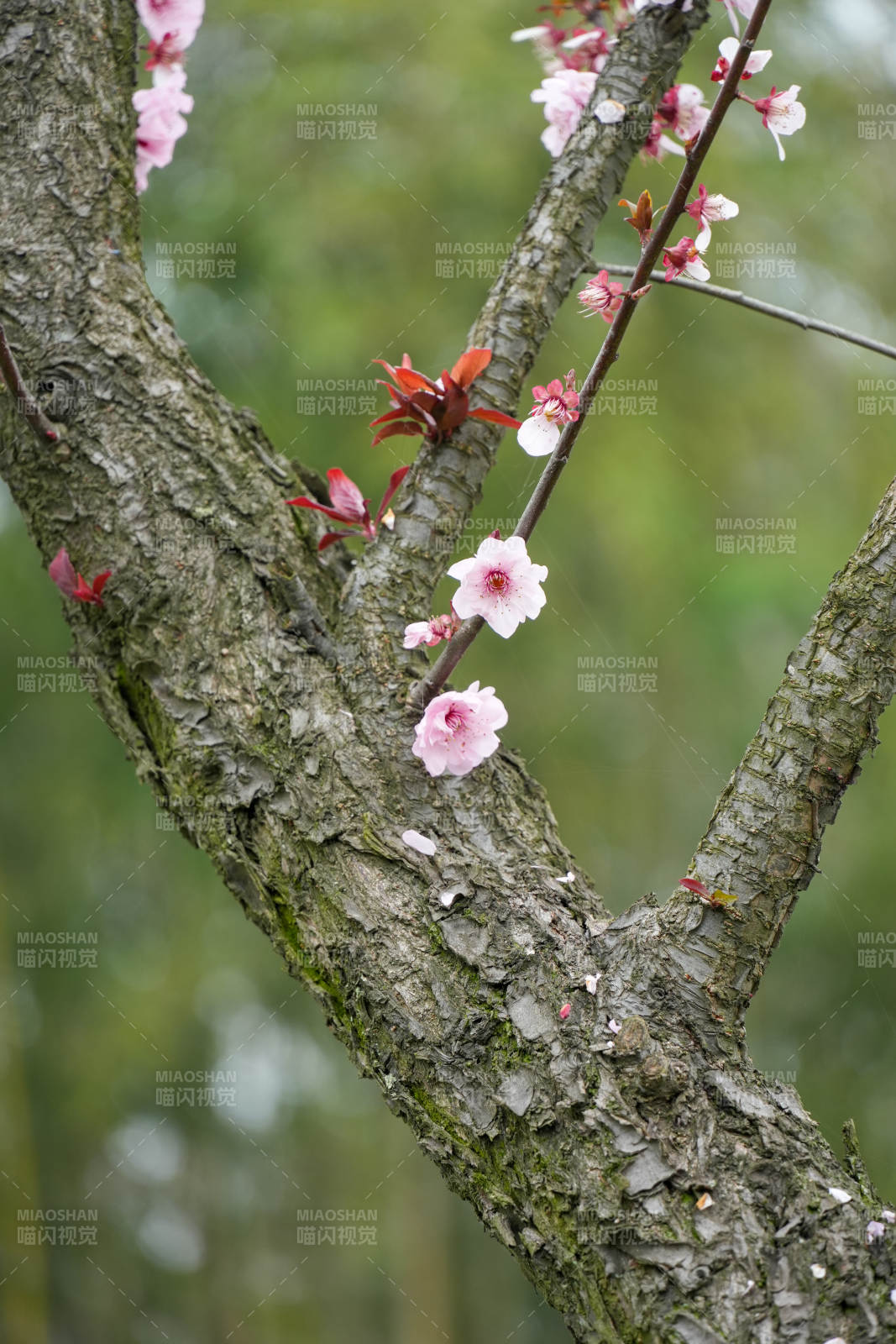 春枝绽放粉花图片