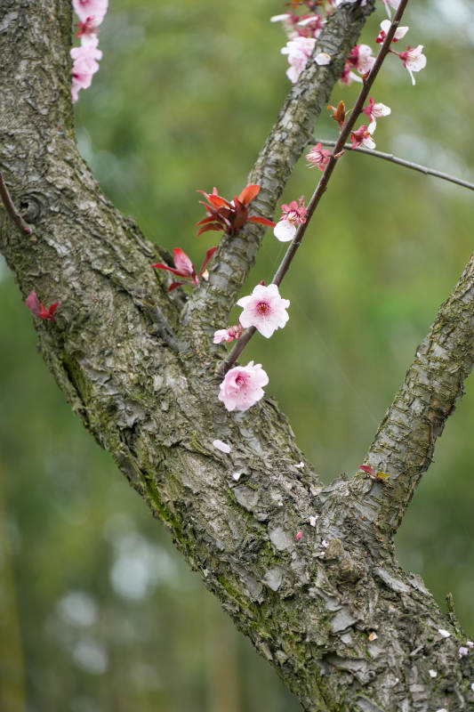 春枝绽放粉花图片