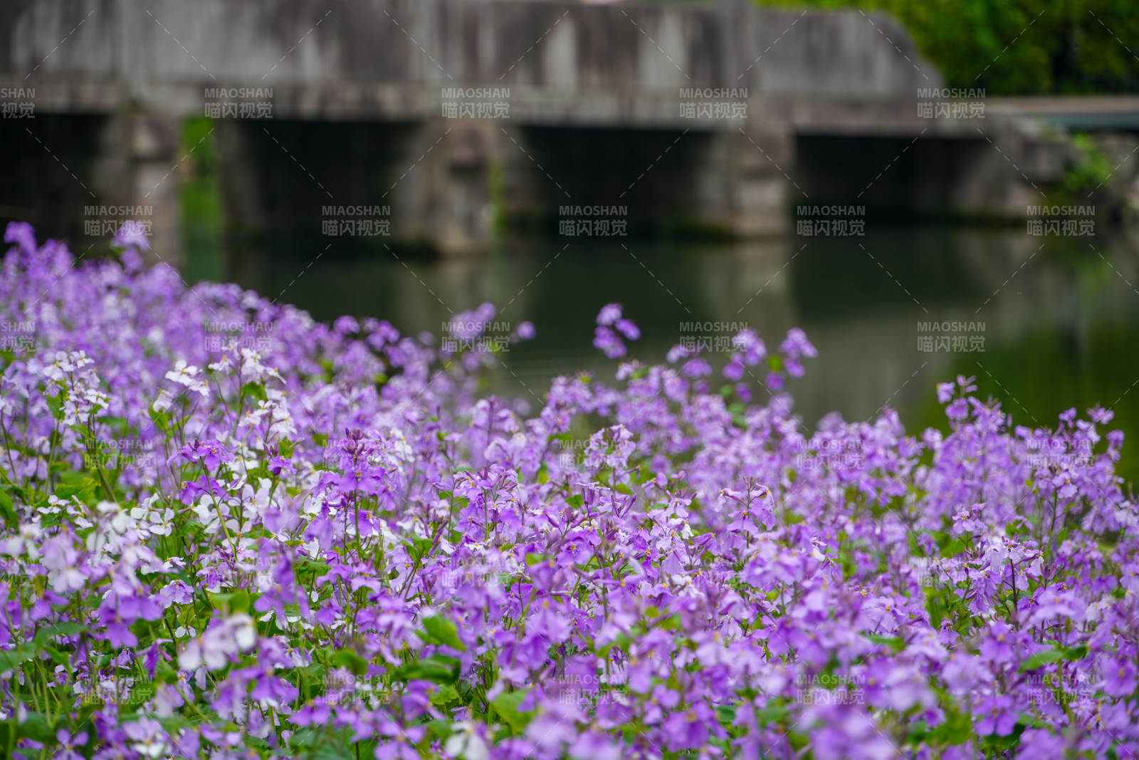 紫花溪畔春景图片