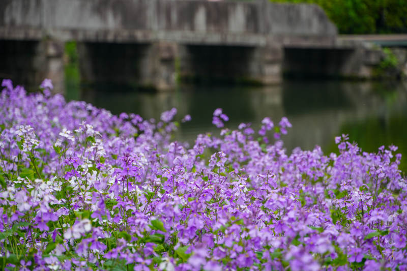 紫花溪畔春景图片