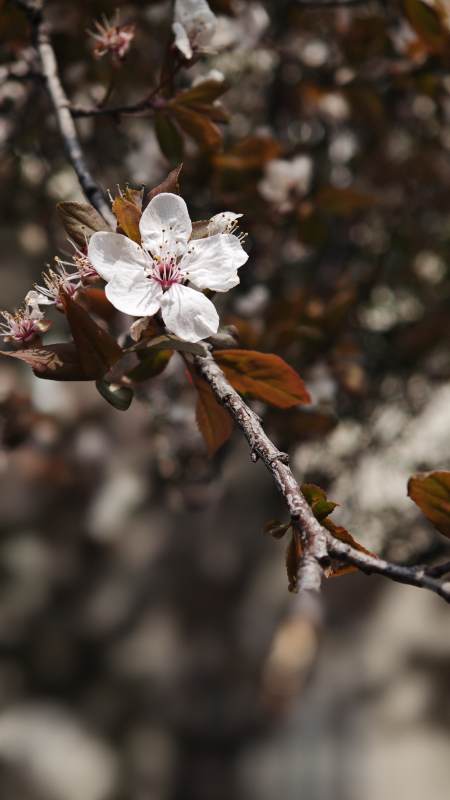 春樱绽放枝头图片