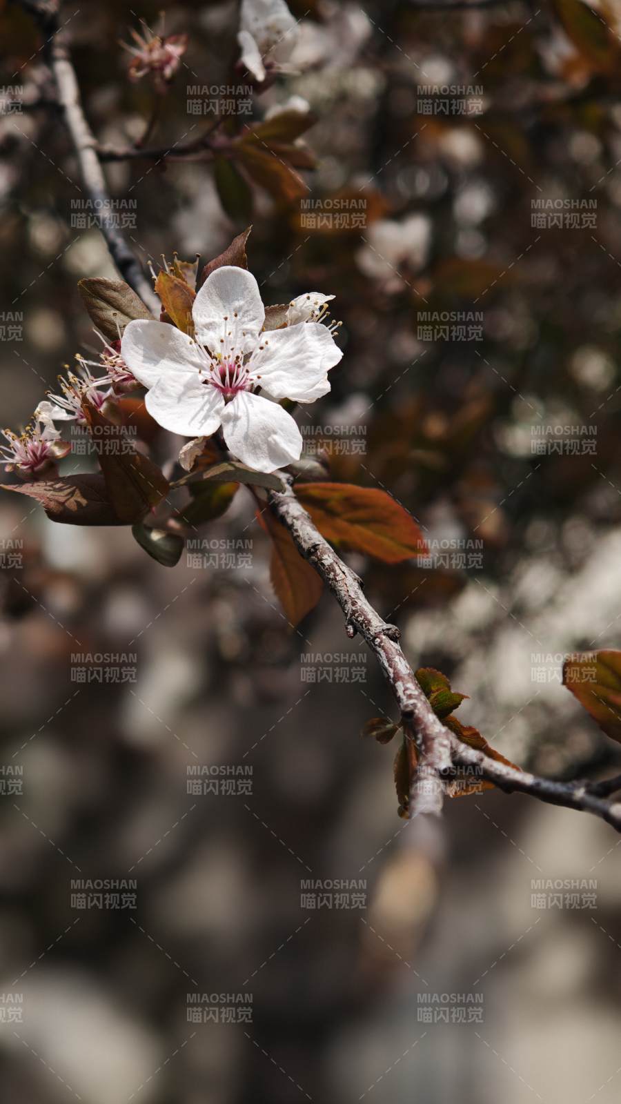 春樱绽放枝头图片