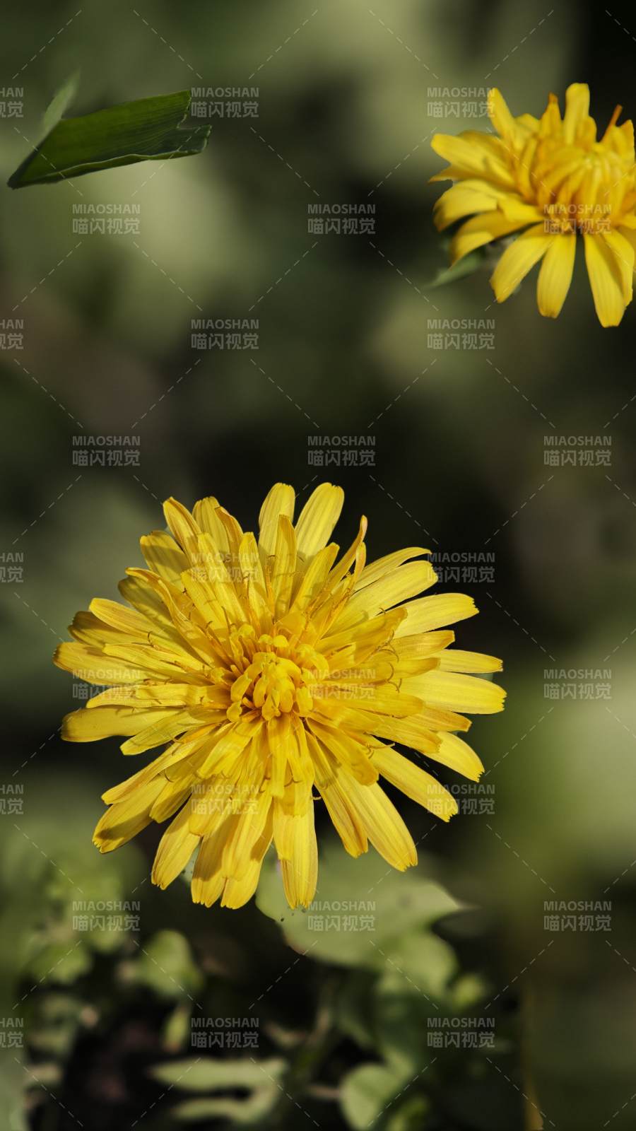 金黄蒲公英绽放图片