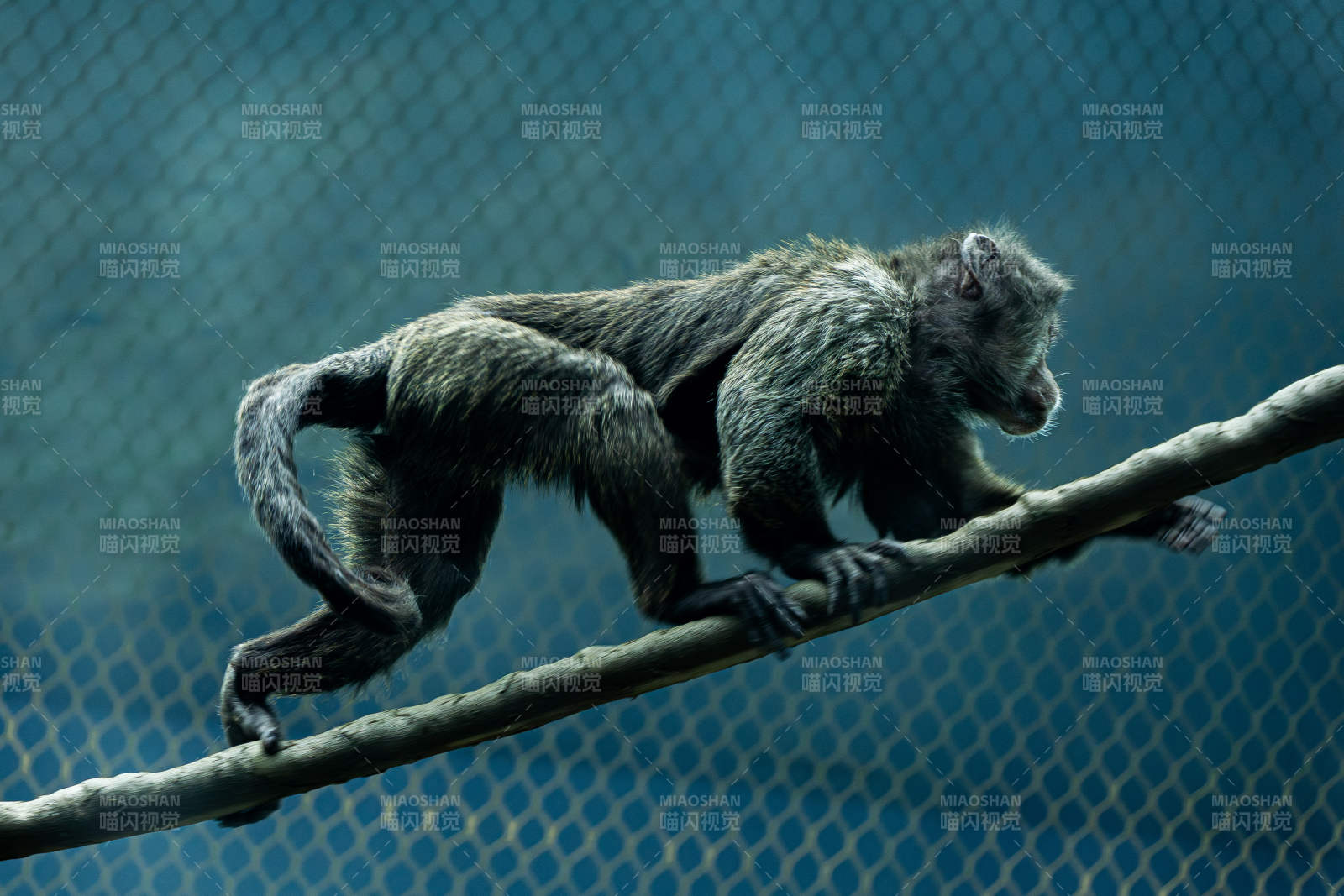 猴子攀爬树枝图片