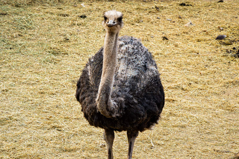 鸵鸟站立草地图片