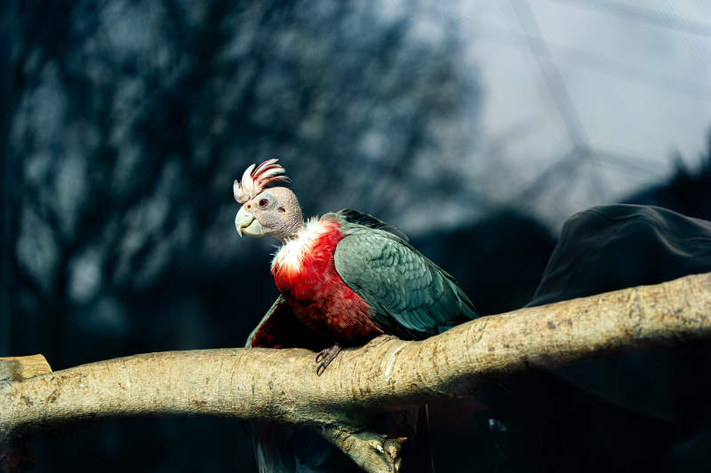 红胸凤头鹦鹉栖枝图片