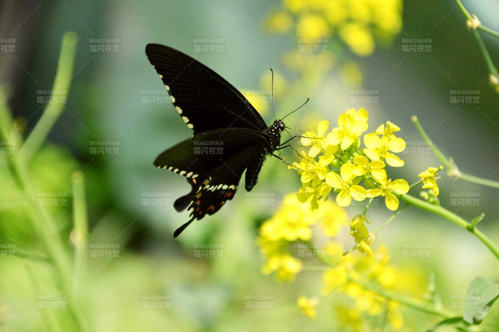 黑蝶采黄花图片